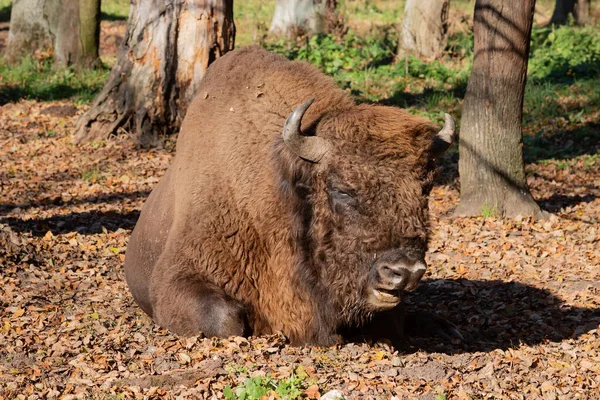 European bison (Bison bonasus), also known as Wisent or the European wood bison grazing in the wood. Prioksko-Terrasny Nature Biosphere Reserve. Russia