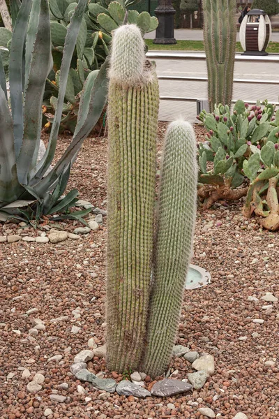 Kaktus Kolcami Bliska Rośnie Parku Miejskim Specjalnie Uprawiane Kaktusy Ozdobne — Zdjęcie stockowe