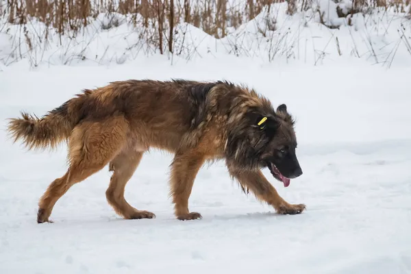 ホームレスの空腹の犬は 冬に食べ物を求めて野生の砂漠地帯を歩く — ストック写真