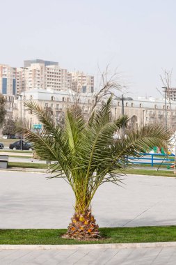 Tek başına duran bir ağacı olan şehir manzarası. Bakü Azerbaycan şehrinin sahil parkı dekoratif ağaçlarla kaplı..