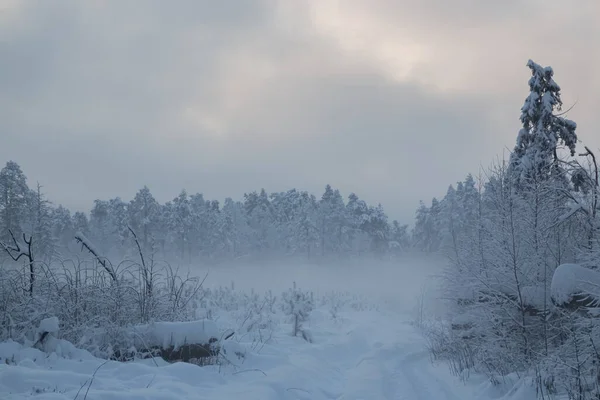 Зимний Пейзаж Декабре Редкое Природное Явление Туман Опустился Землю Холод — стоковое фото