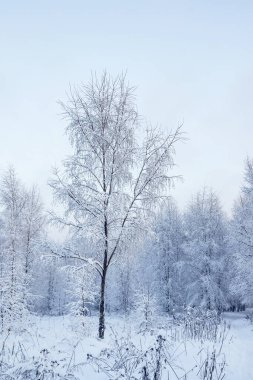 Karla kaplı harika bir peri masalı ormanı. Ağaçlar karın soyut örnekleridir. Kış karlı manzarası.