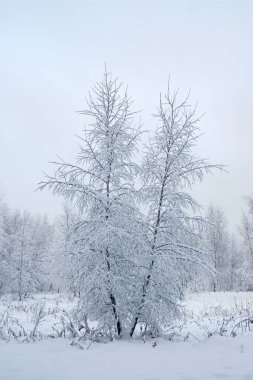 Karla kaplı harika bir peri masalı ormanı. Ağaçlar karın soyut örnekleridir. Kış karlı manzarası.