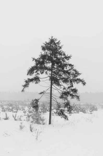 Wspaniały Baśniowy Las Stoi Pokryty Śniegiem Drzewa Abstrakcyjne Wzory Śniegu — Zdjęcie stockowe