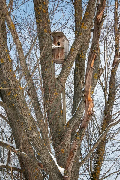 Wooden Bird Feeder Birdhouse Tree Forest Birdhouse Close — Stockfoto