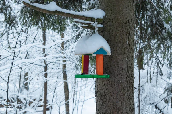 Wooden Bird Feeder Birdhouse Tree Forest Birdhouse Close —  Fotos de Stock