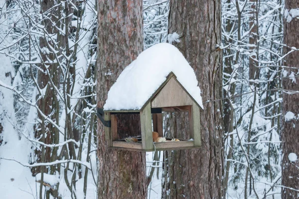 Wooden Bird Feeder Birdhouse Tree Forest Birdhouse Close — Stock Photo, Image