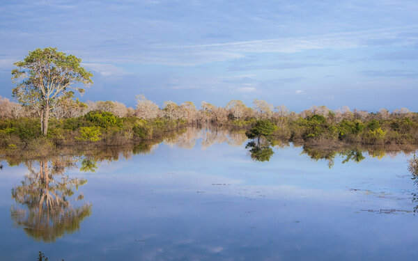 Pond in Cambodia