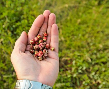 tam yaban çileği ver. gün ışığı