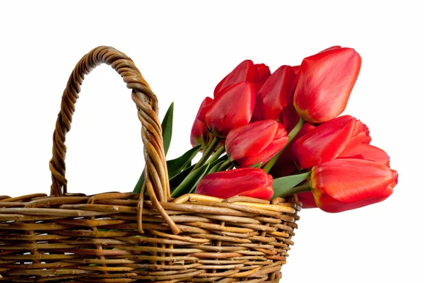 Schöner Strauß roter Tulpen in einem Korb, isoliert auf weiß — Stockfoto
