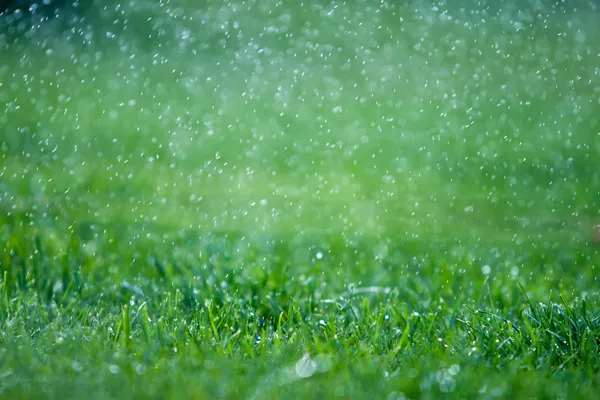 그린 비에서 잔디 — 스톡 사진