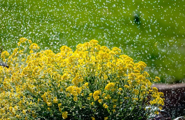 Fiori selvatici sotto pioggia — Foto Stock