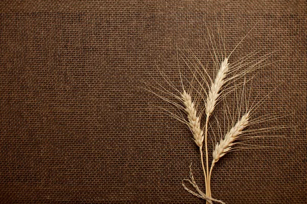 Wheat ears over brown canvas, hessian, burlap texture — Stock Photo, Image