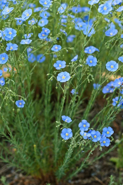 Mavi keten çiçekler — Stok fotoğraf