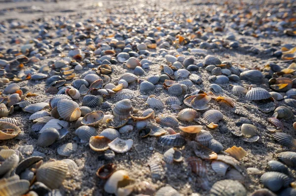 Seashells na praia ao pôr do sol — Fotografia de Stock