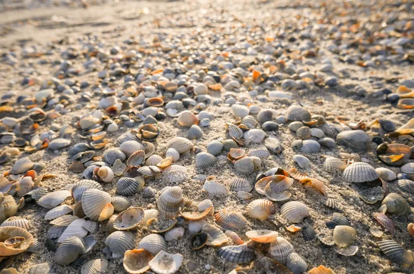 Seashells na praia ao pôr do sol — Fotografia de Stock