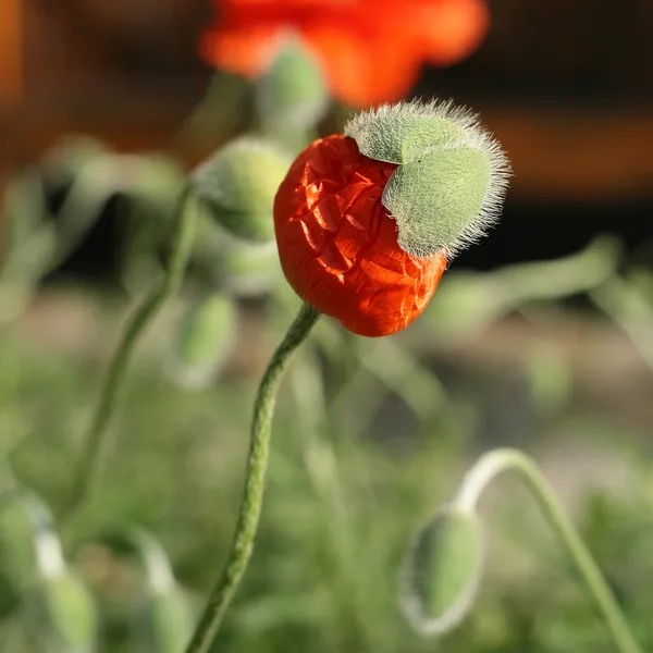 Flores de amapola — Foto de Stock