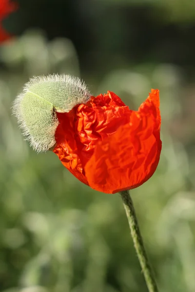 Flores de amapola — Foto de Stock