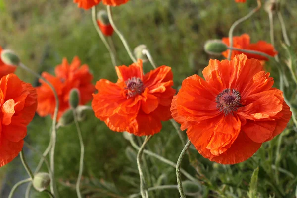 Flores de amapola — Foto de Stock