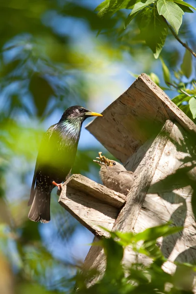 Starling — Stockfoto