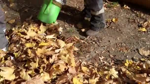 Workers Fall City Industrial Vacuum Cleaner Collect Thousands Leaves Minute — Stock Video