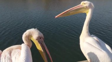 Pelikanlar güneşte güneşlenir ve tüylerini fırçalarlar
