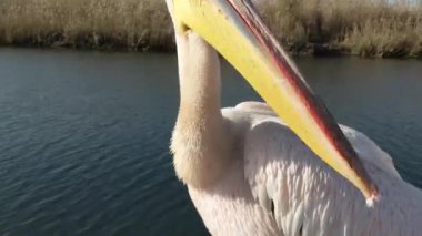 Pelikanlar güneşte güneşlenir ve tüylerini fırçalarlar