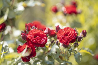 Yaprakların üzerinde çiy damlaları olan kırmızı güllerden taze çiçekler..