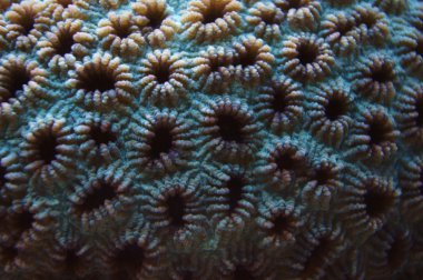 su altında bir şey