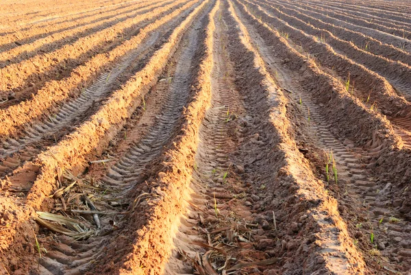 Plante de canne à sucre — Photo