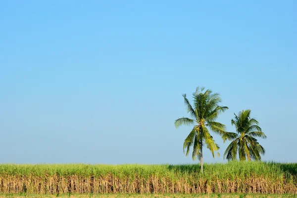 Campo di canna da zucchero e cocco — Foto Stock