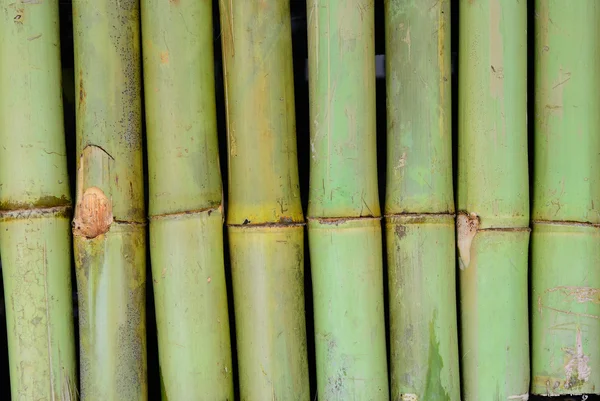 Стіна зеленого бамбука — стокове фото