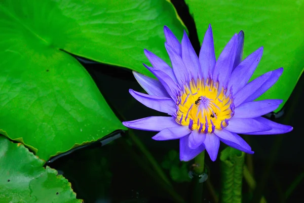 Thaise blauw paars water lily — Stockfoto