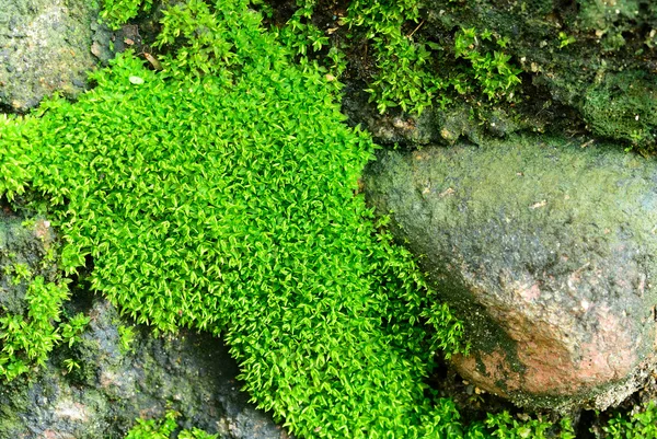 苔藓和岩石 — 图库照片