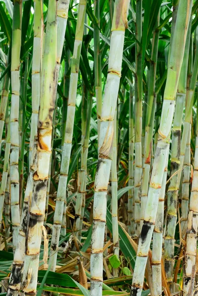 Zuckerrohr nach sechs Monaten — Stockfoto