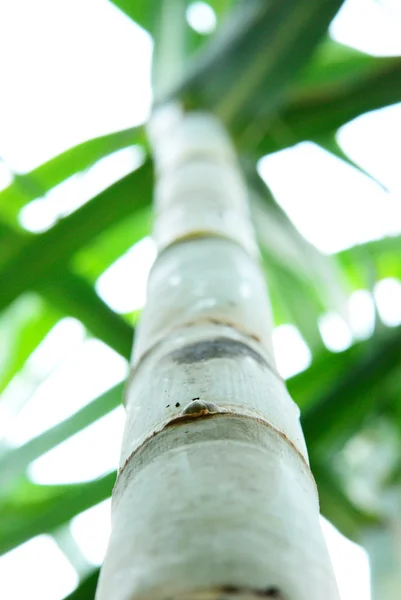 Lony sugar cane — Stock Photo, Image