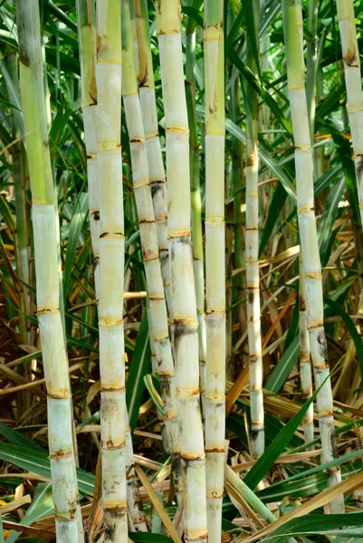 Sugar cane portrait view — Stock Photo, Image