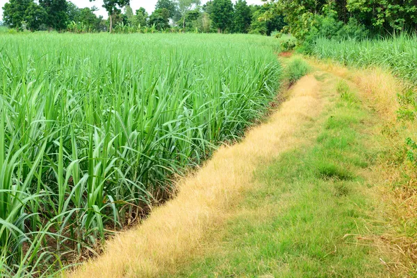 Droga do pola trzciny cukrowej — Zdjęcie stockowe