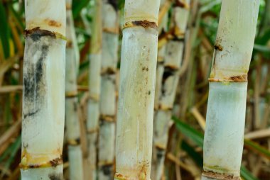 Close up of sugar cane clipart