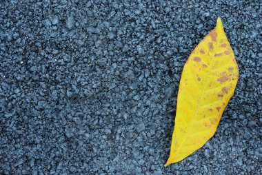 Asfalt doku sarı yaprak ile