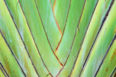 muz türü gibi bir darbe arka plan basamaklı bırakır