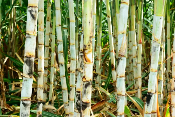 Beautiful sugar cane — Stock Photo, Image