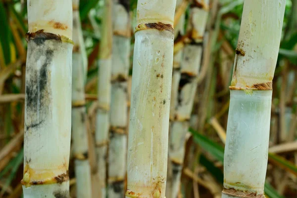 Close up of sugar cane — Stock Photo, Image