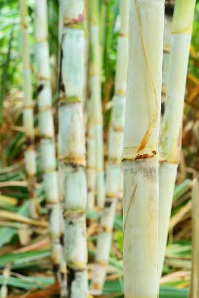 Hälfte des Zuckerrohrs — Stockfoto