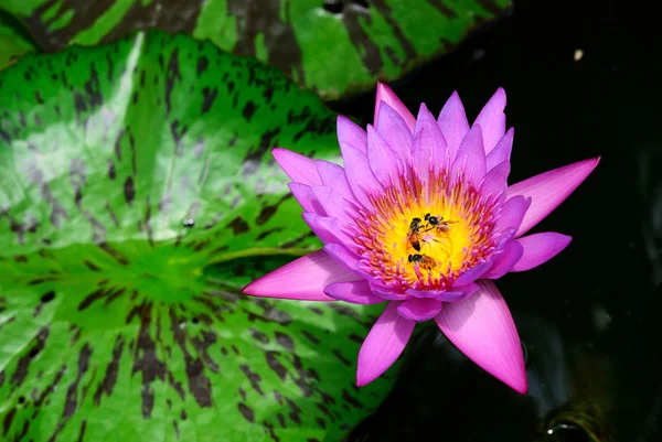 Vie d'abeille dans le nénuphar — Photo