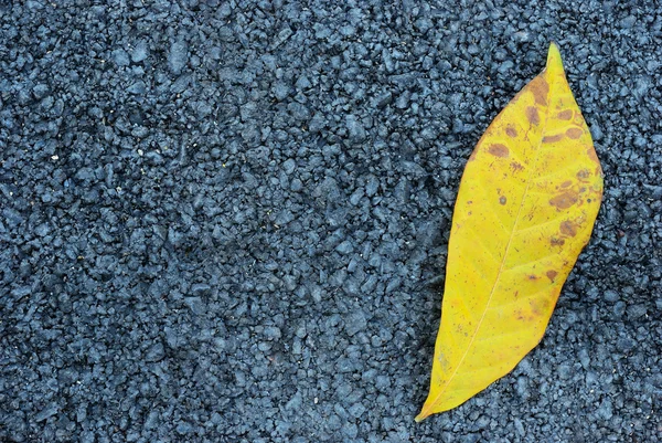 Asphalt texture with yellow leaf — Stock Photo, Image