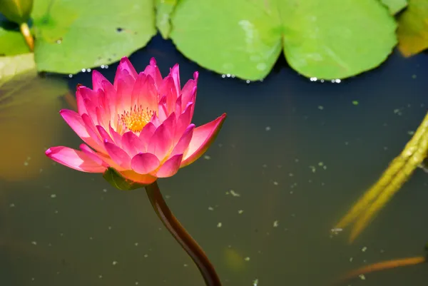 Thaise roze lotus — Stockfoto