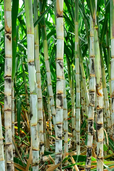 Sugar cane farm — Stock Photo, Image