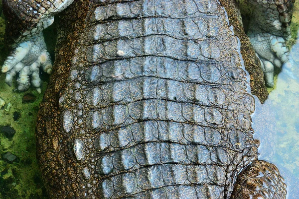 Zamknąć na krokodyla skóra tekstura tło — Zdjęcie stockowe