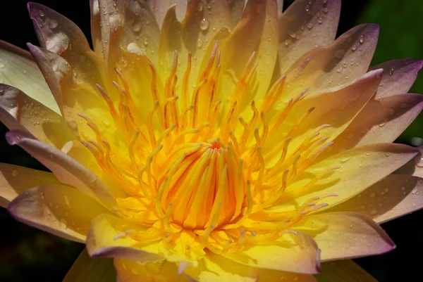 Žlutá lotus capel — Stock fotografie